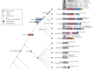 Myosin Evolution