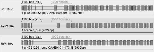 Gene Structure Composition View