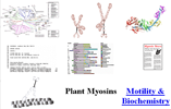 Myosin Home Page